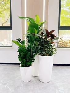 宁波植物租摆服务好